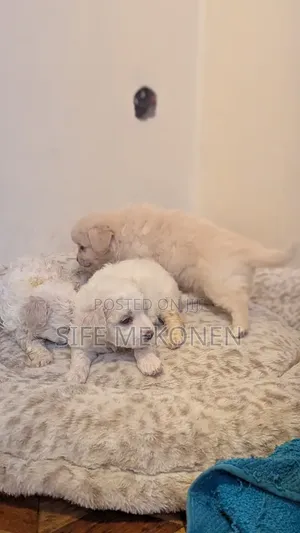 1-3 months Male Purebred Maltese