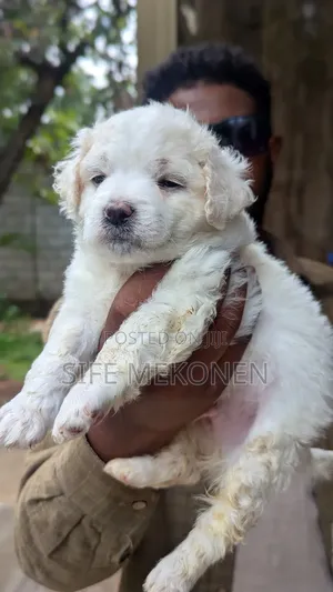1-3 months Male Purebred Maltese