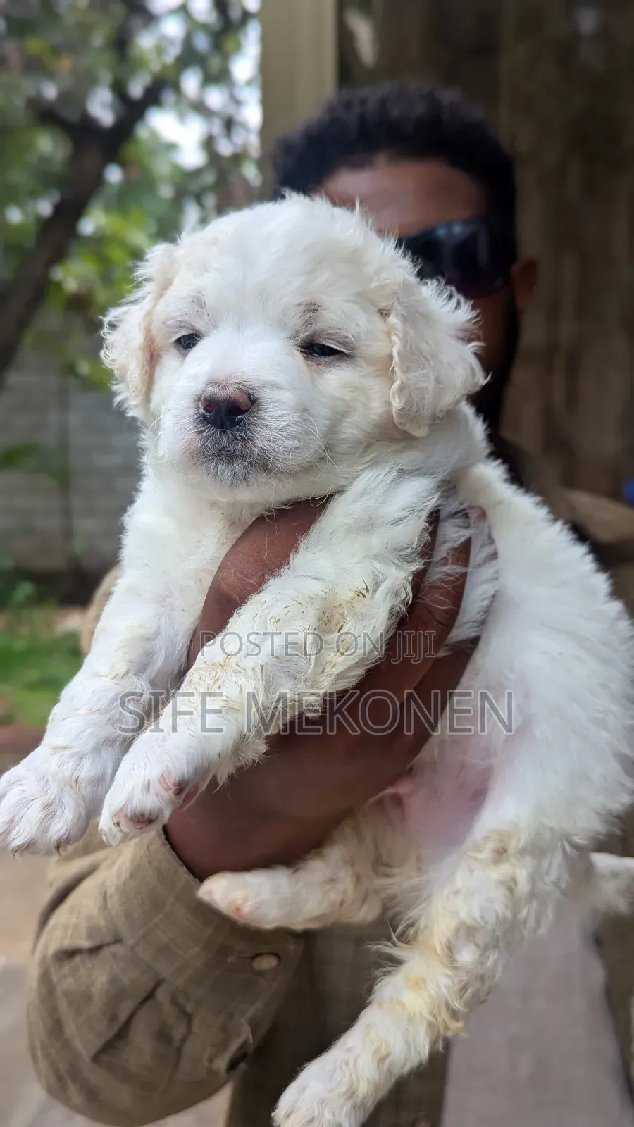 1-3 months Male Purebred Maltese