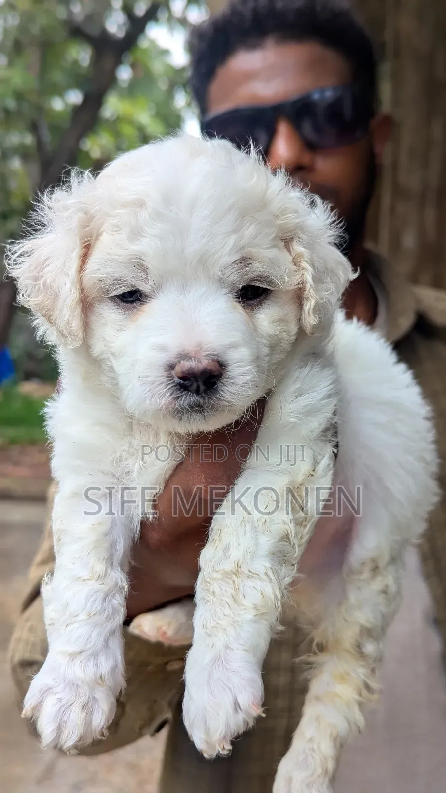 1-3 months Male Purebred Maltese