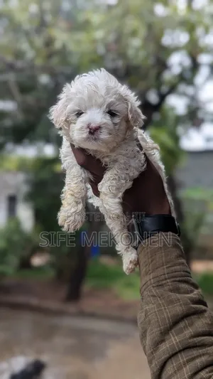 1-3 months Male Purebred Maltese