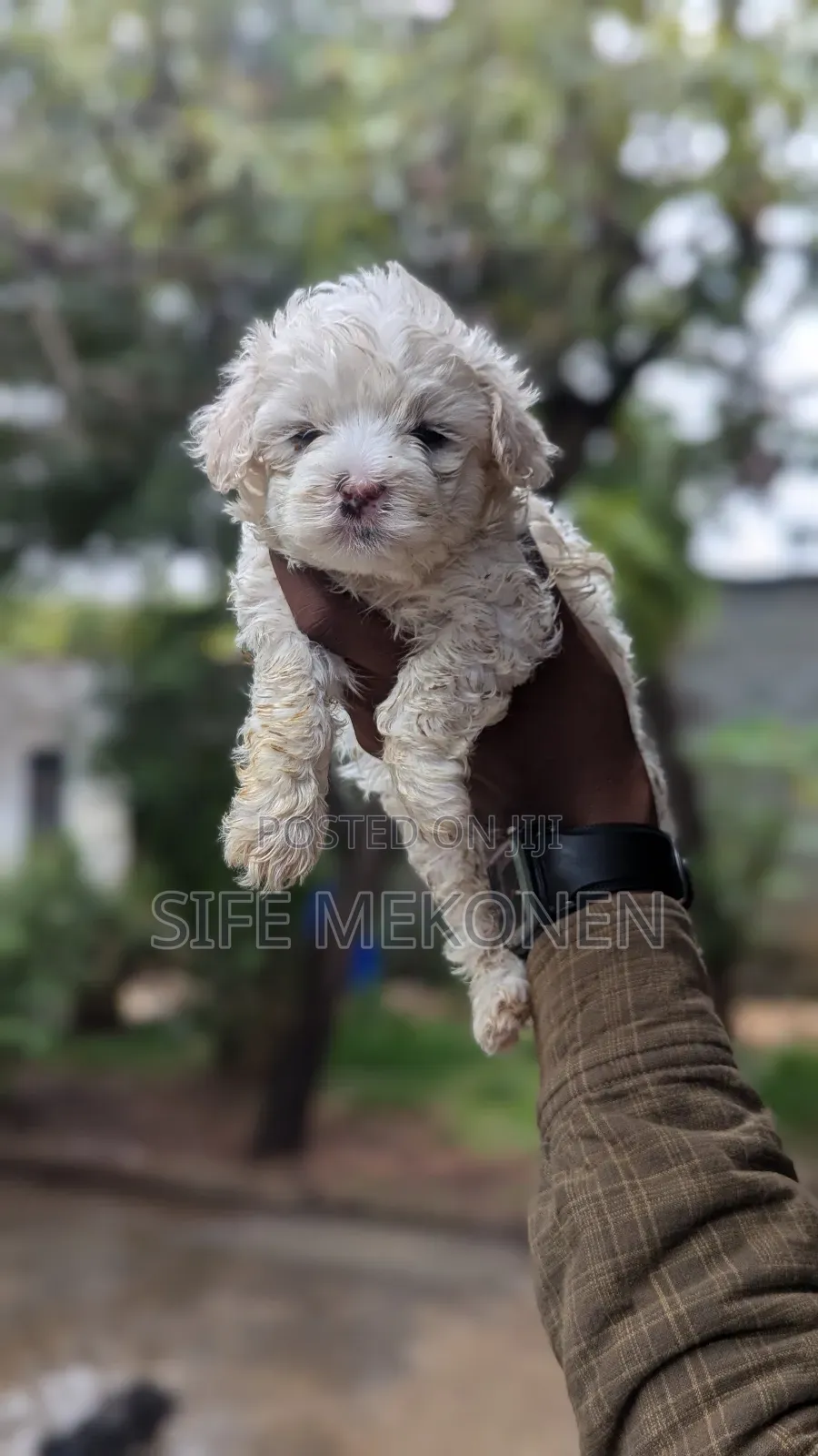 1-3 months Male Purebred Maltese