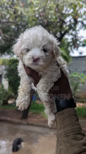 Photo - 1-3 months Male Purebred Maltese