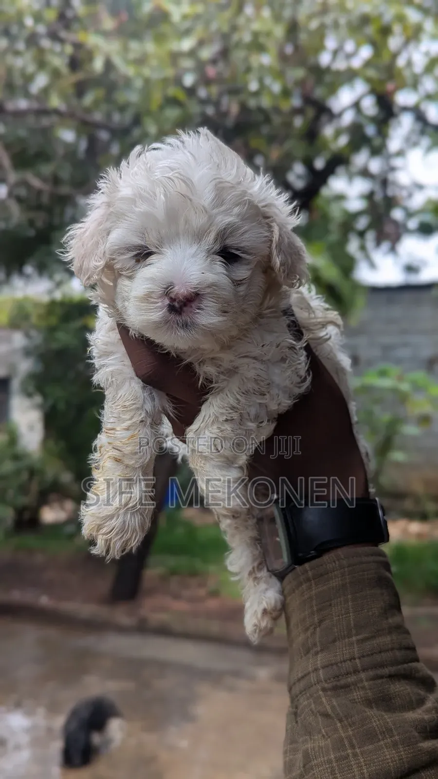1-3 months Male Purebred Maltese