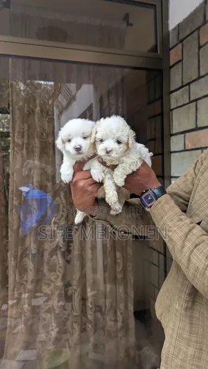 1-3 months Male Purebred Maltese