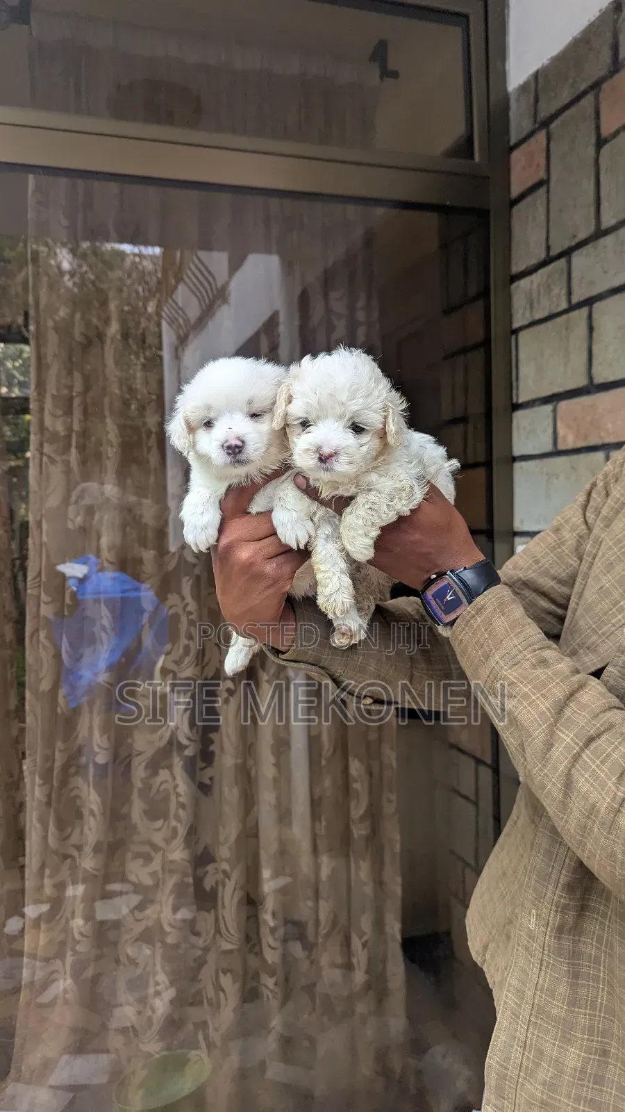 1-3 months Male Purebred Maltese