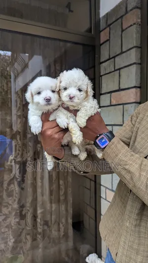 1-3 months Male Purebred Maltese
