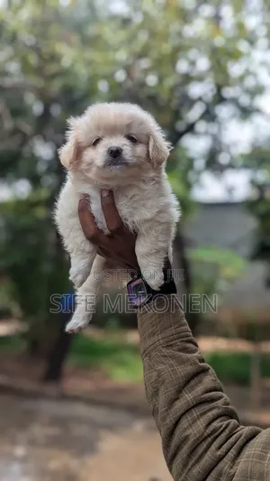 Photo - 1-3 months Female Purebred Maltese
