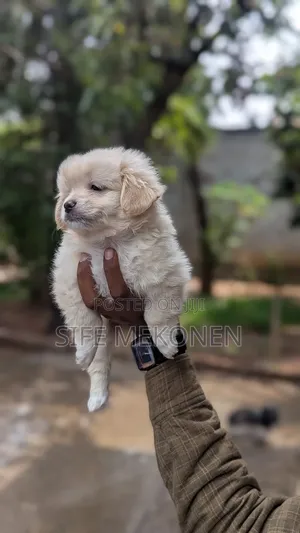 1-3 months Female Purebred Maltese