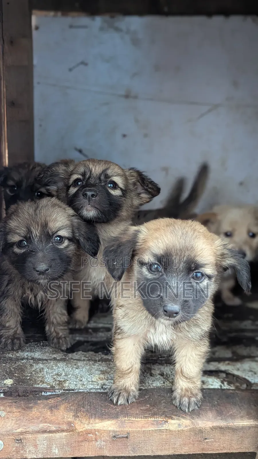 1-3 months Male Purebred Chihuahua