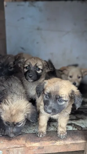 1-3 months Male Purebred Chihuahua