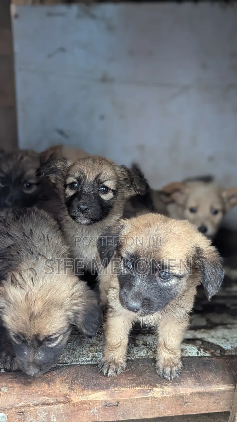 1-3 months Male Purebred Chihuahua