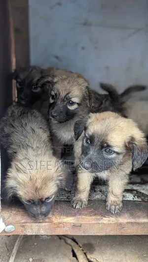 1-3 months Male Purebred Chihuahua