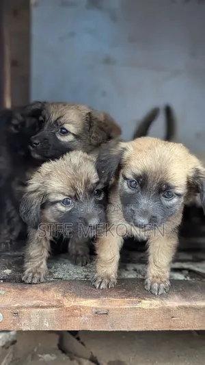 1-3 months Male Purebred Chihuahua