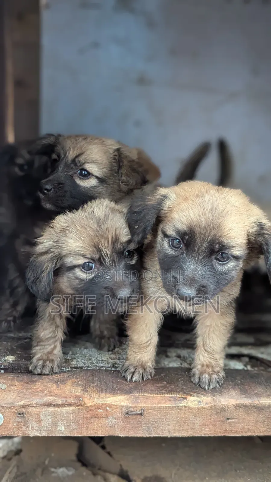 1-3 months Male Purebred Chihuahua
