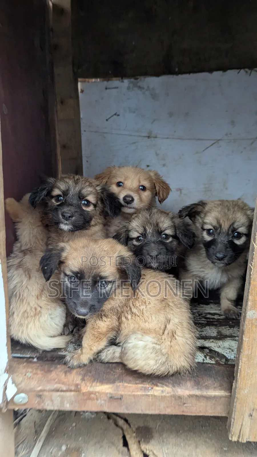 1-3 months Male Purebred Chihuahua