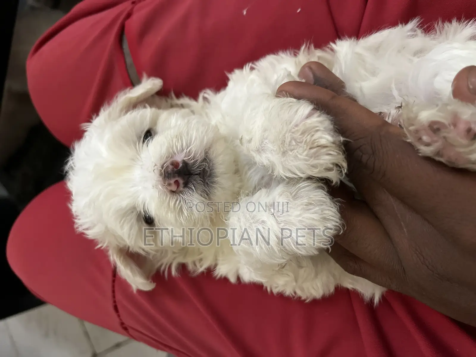 1-3 months Male Purebred Maltese