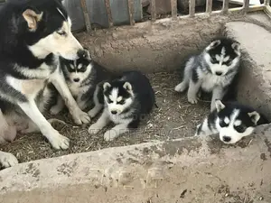 Photo - 1-3 months Male Purebred Siberian Husky