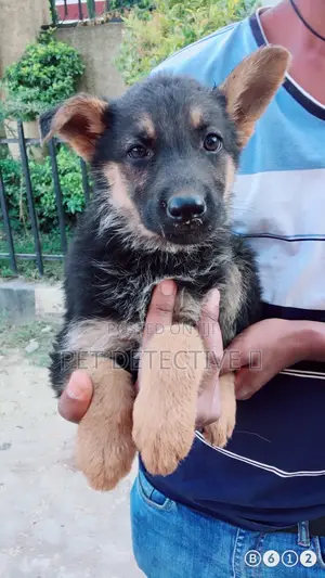 Photo - 1-3 months Male Purebred German Shepherd