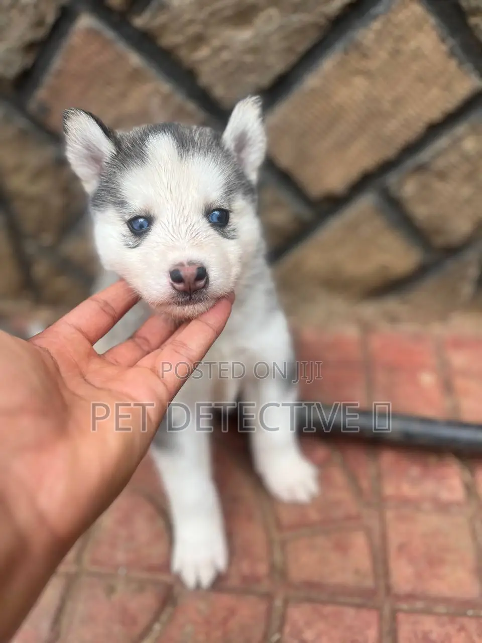 1-3 months Male Purebred Siberian Husky