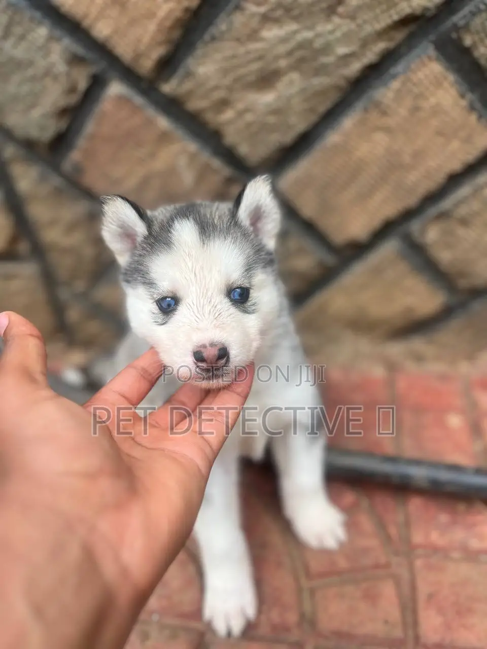 1-3 months Male Purebred Siberian Husky