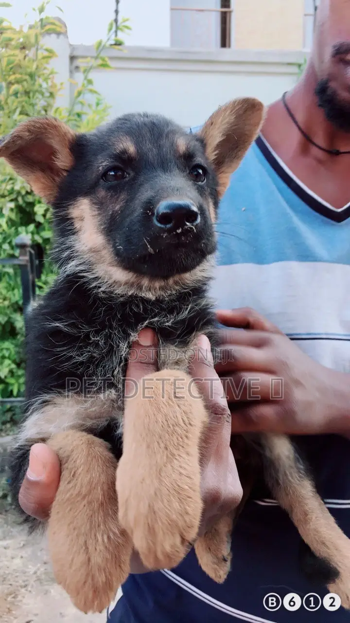 1-3 months Male Purebred German Shepherd