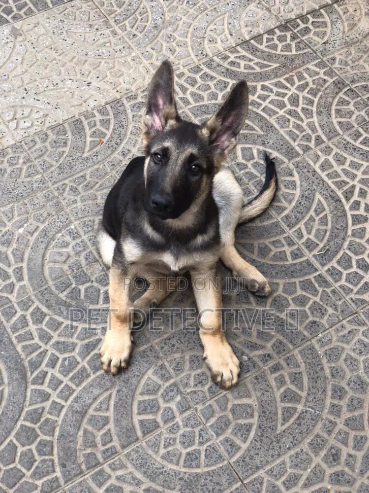 1-3 months Male Purebred German Shepherd