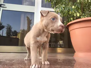 Photo - 1-3 months Male Purebred American Pit Bull Terrier