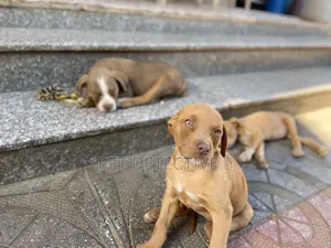 Photo - 1-3 months Male Purebred American Pit Bull Terrier