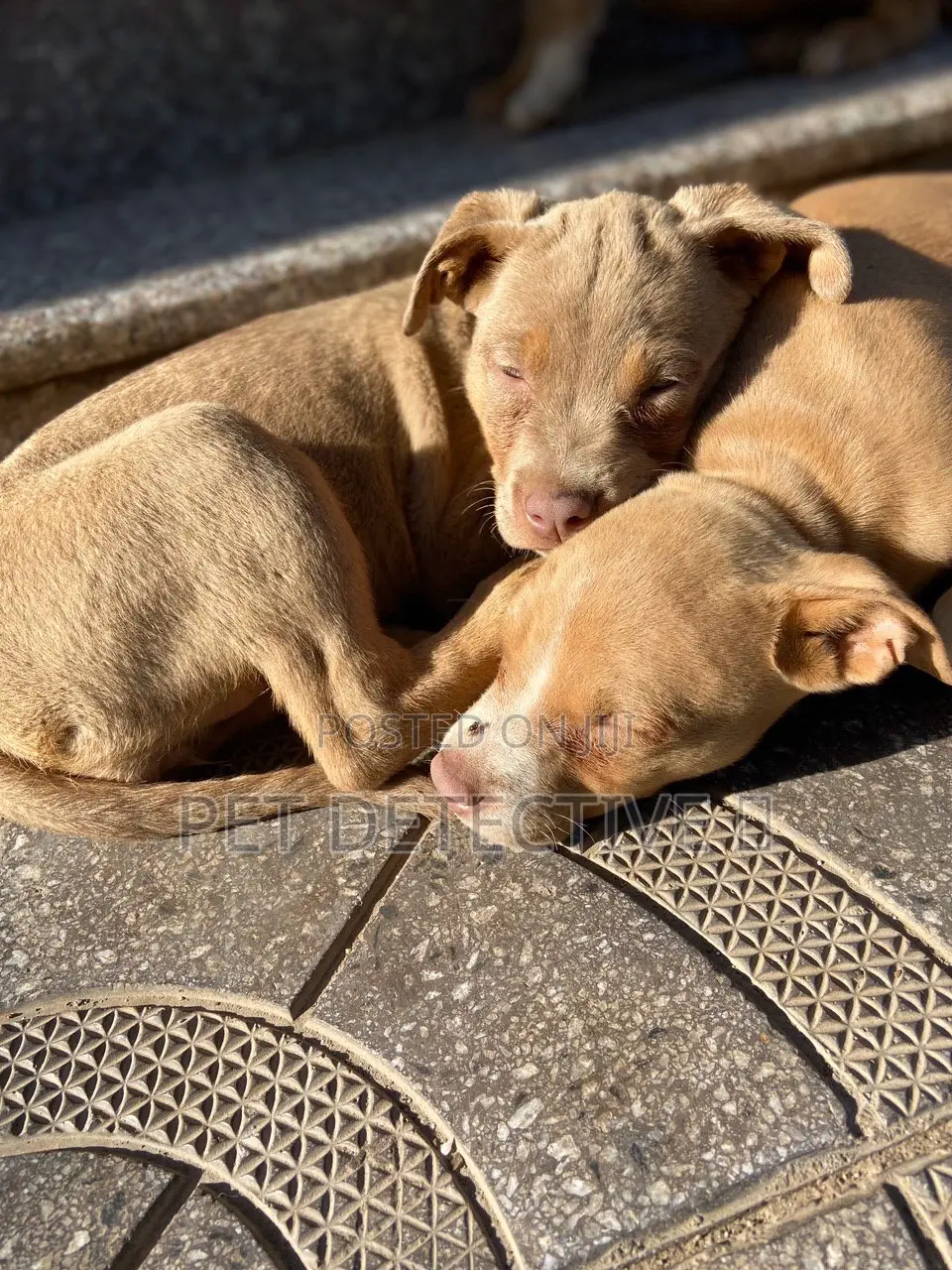 1-3 months Male Purebred American Pit Bull Terrier