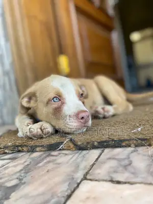 Photo - 1-3 months Male Purebred American Pit Bull Terrier