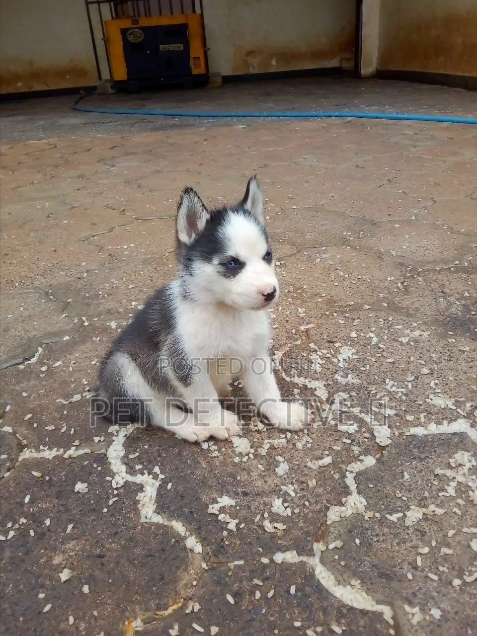 1-3 months Male Purebred Siberian Husky