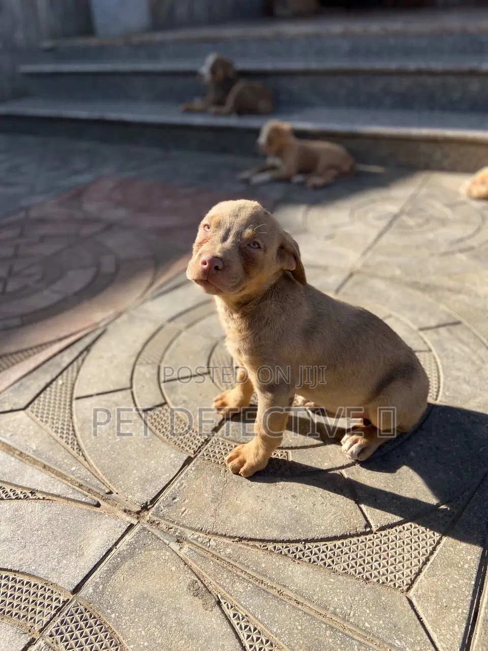 1-3 months Male Purebred American Pit Bull Terrier