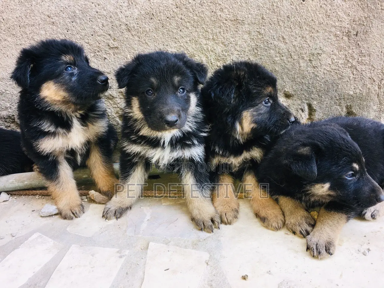 1-3 months Male Purebred German Shepherd