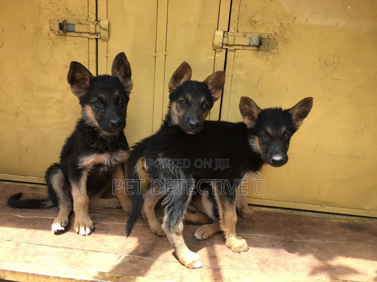 1-3 months Male Purebred German Shepherd