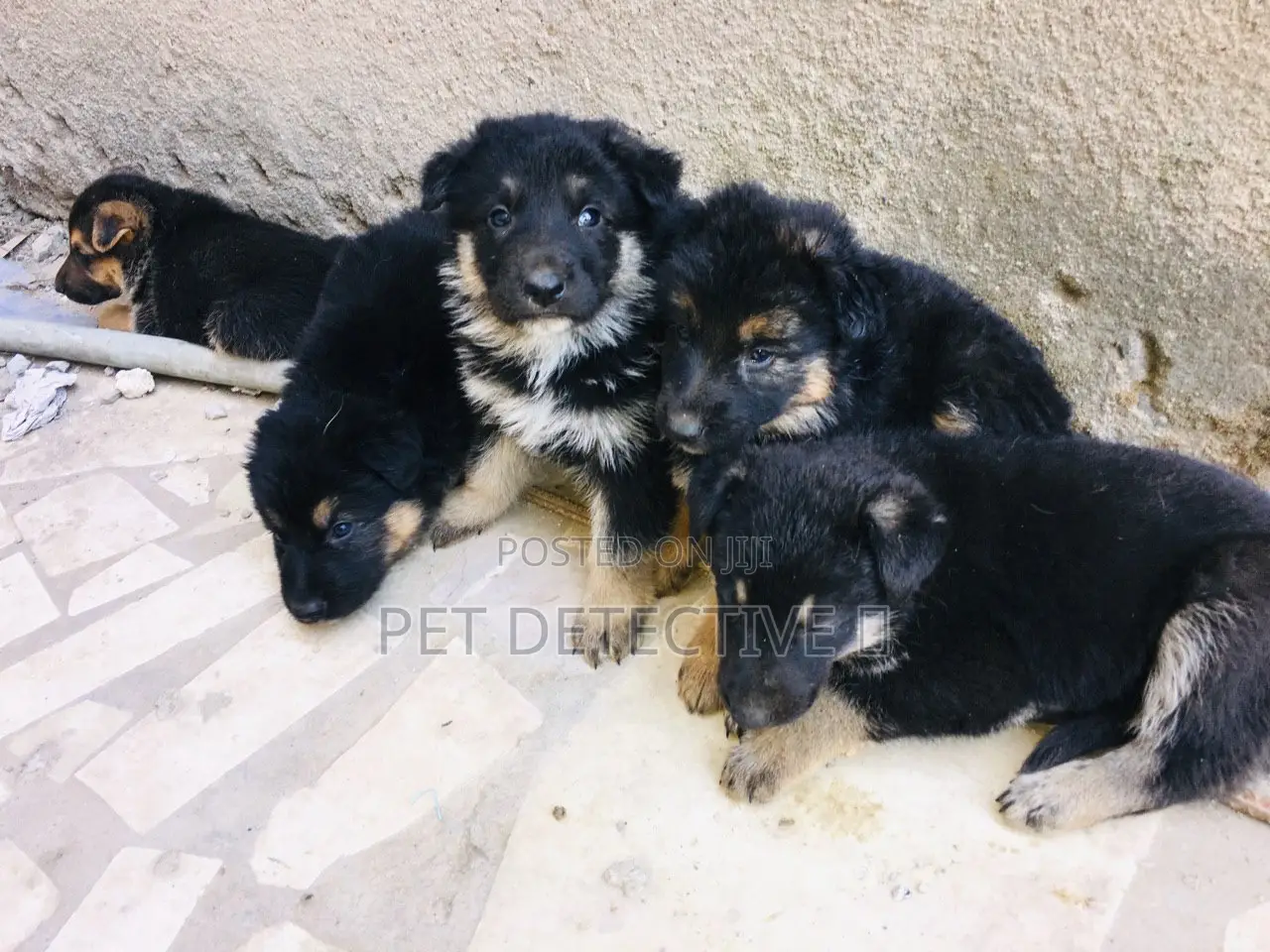 1-3 months Male Purebred German Shepherd