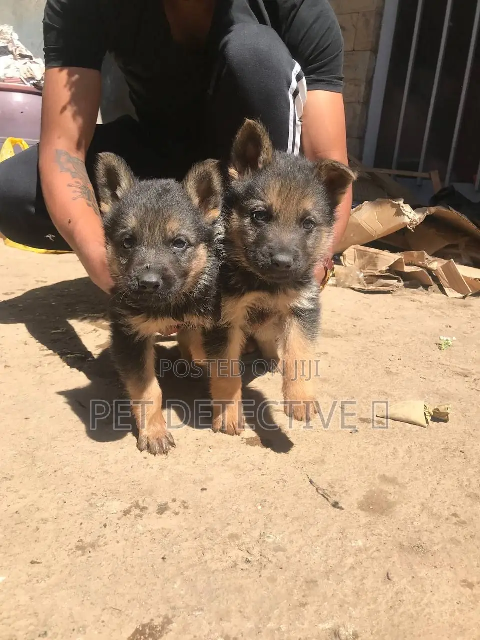 1-3 months Male Purebred German Shepherd