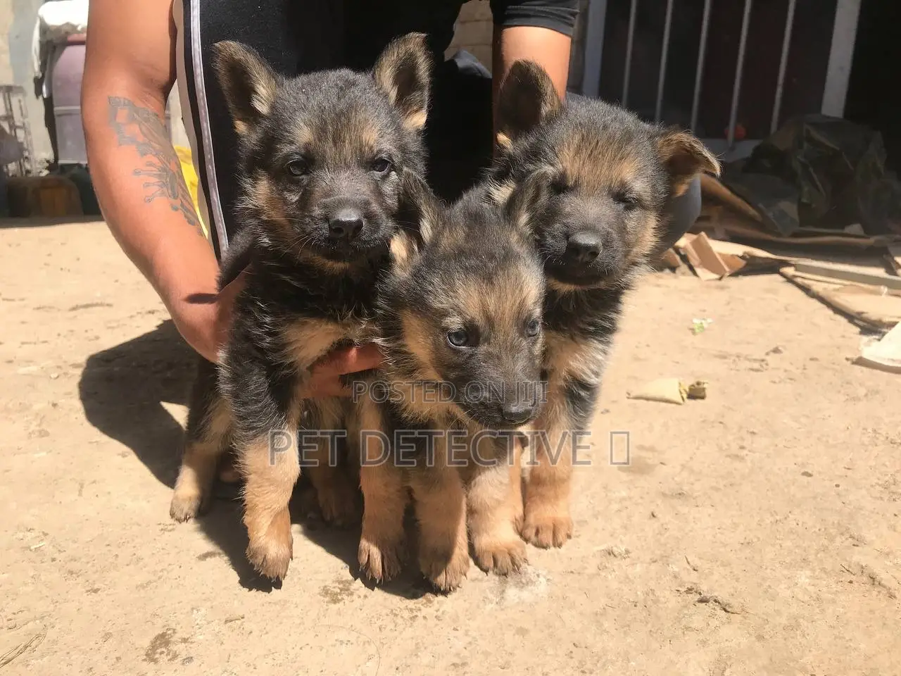 1-3 months Male Purebred German Shepherd