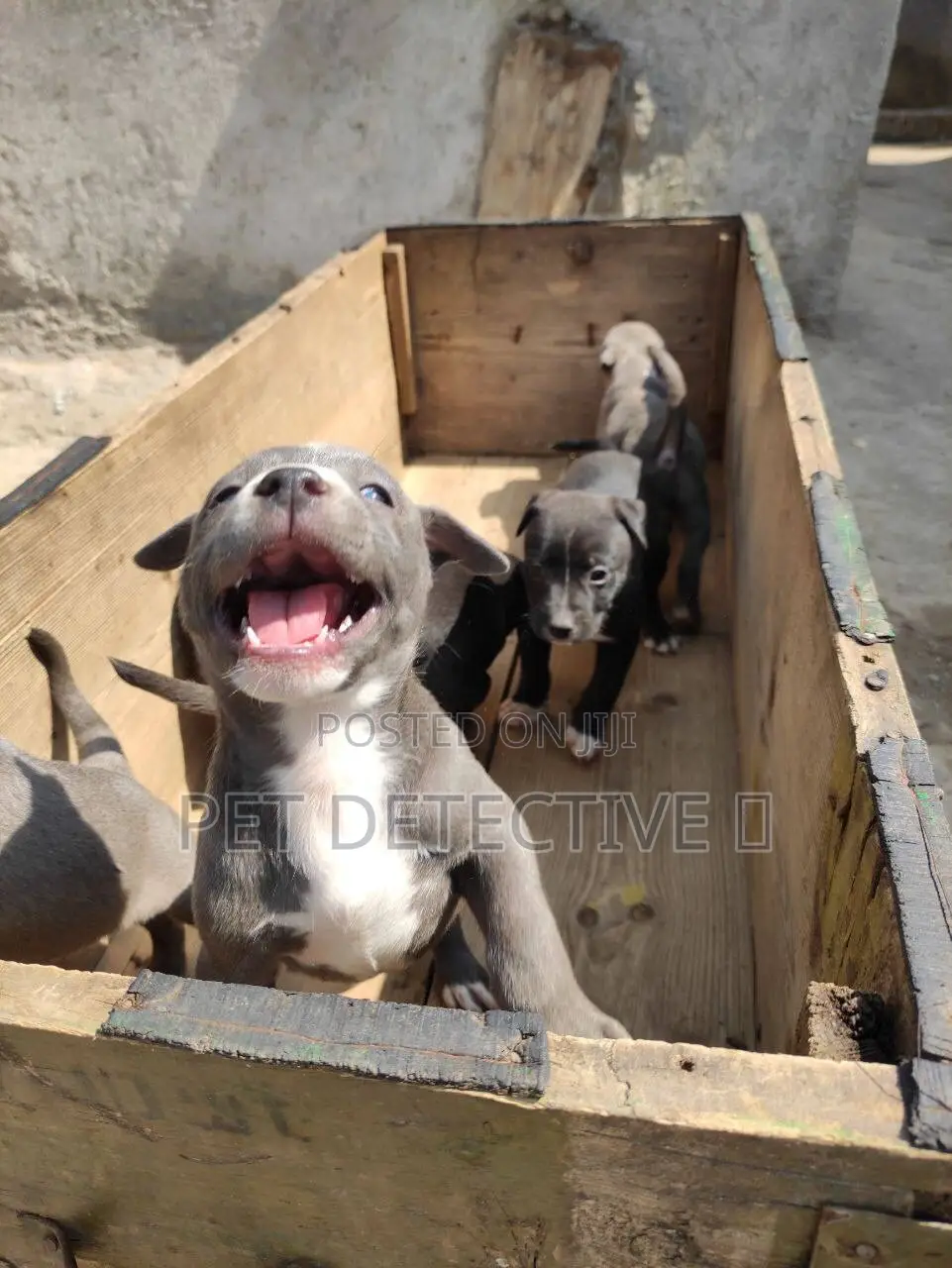 1-3 months Male Purebred American Pit Bull Terrier