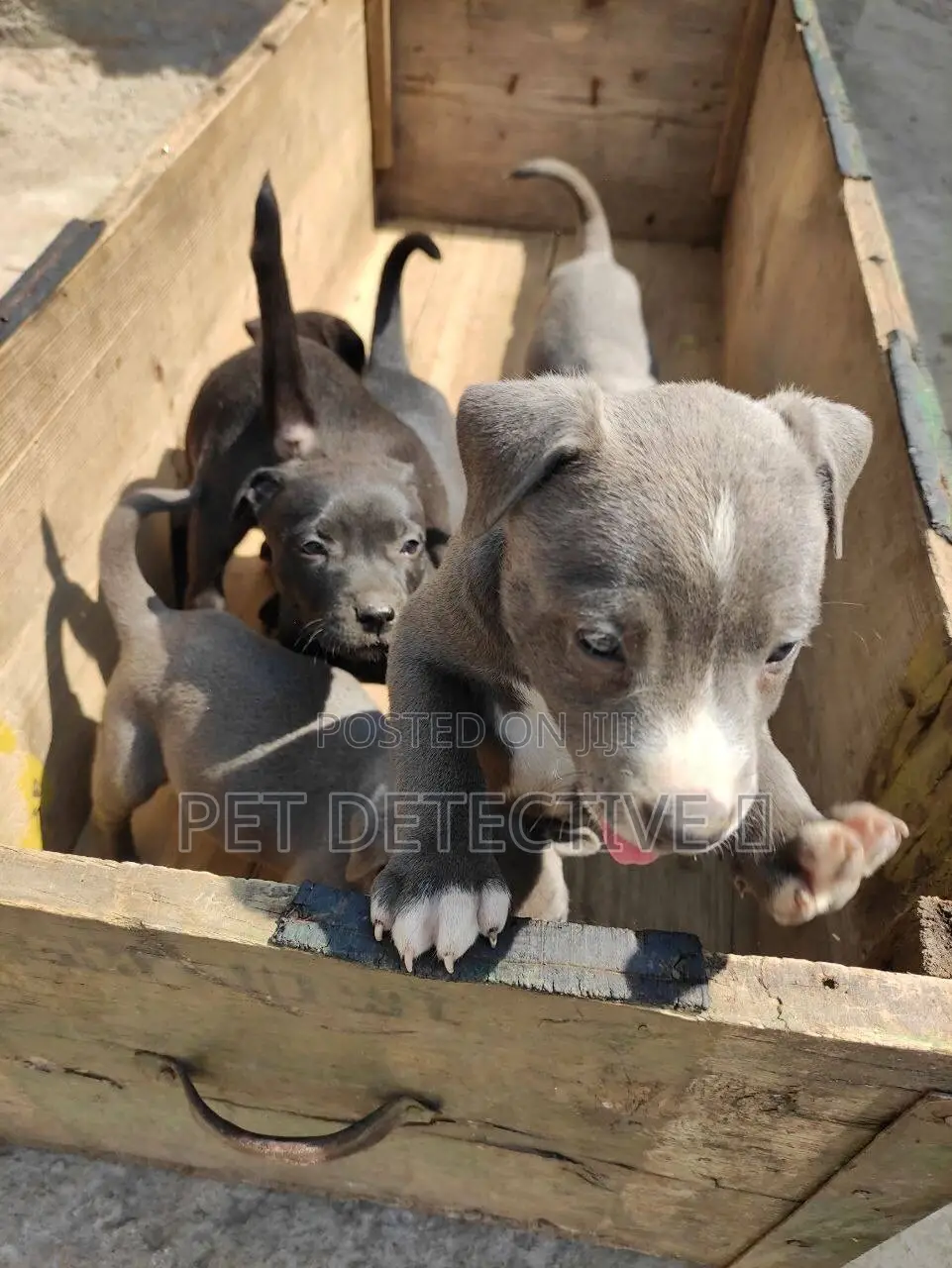 1-3 months Male Purebred American Pit Bull Terrier