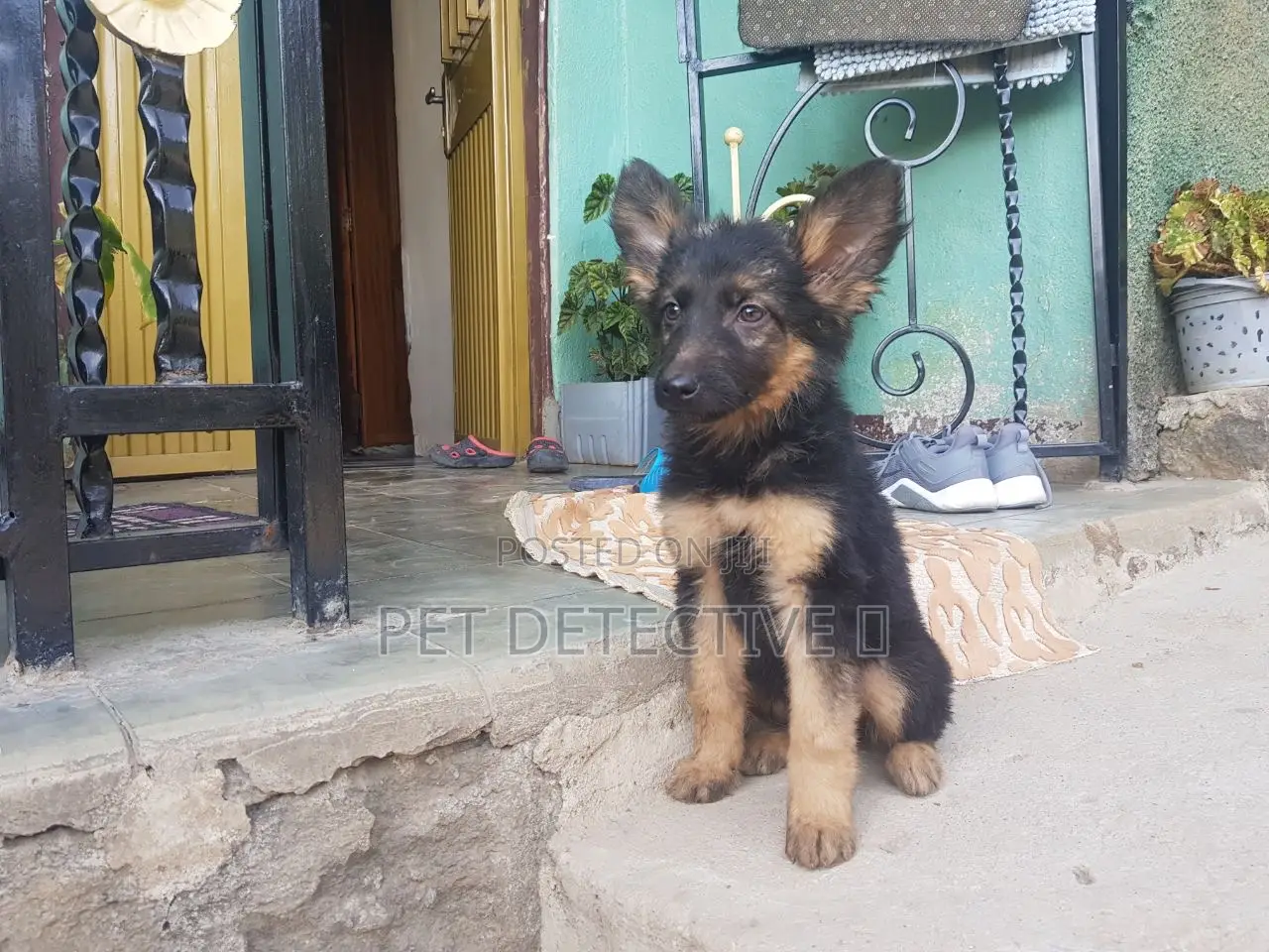 1-3 months Male Purebred German Shepherd