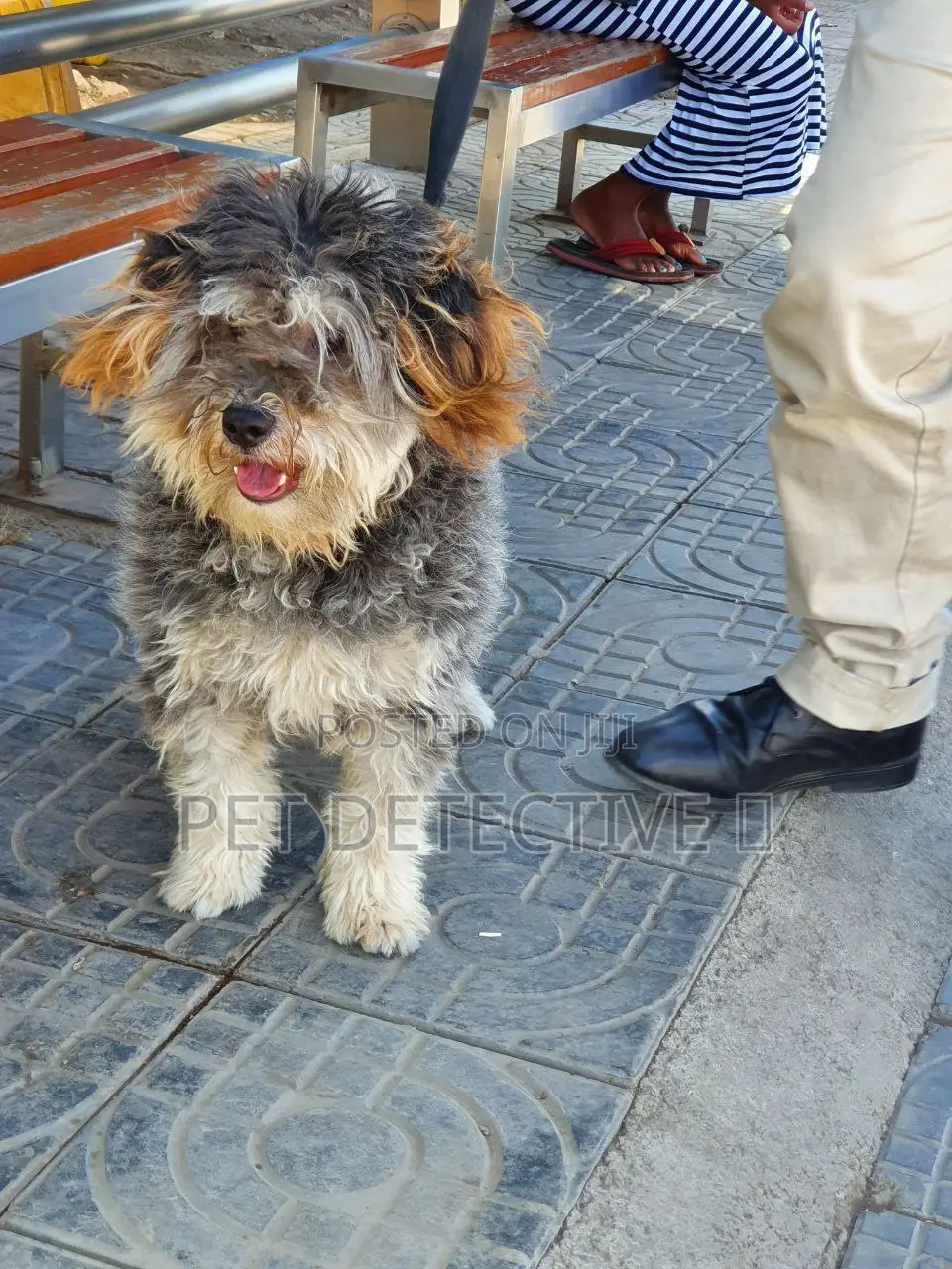 1-3 months Male Purebred Maltese