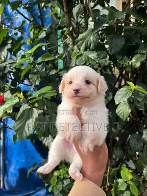 Photo - 1-3 months Male Purebred Maltese