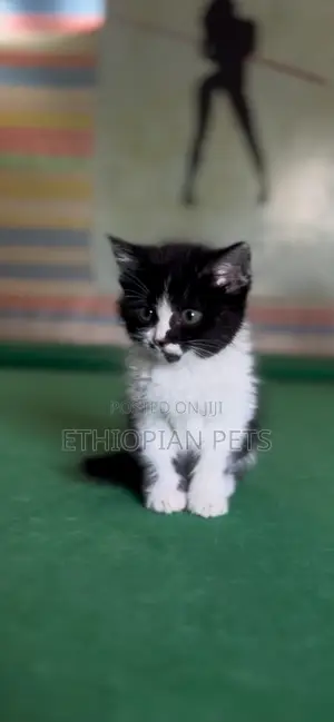 1-3 months Male Purebred British Shorthair