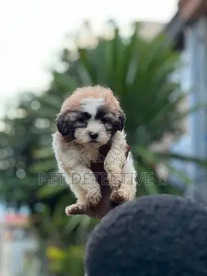 Photo - 1-3 months Male Purebred Maltese