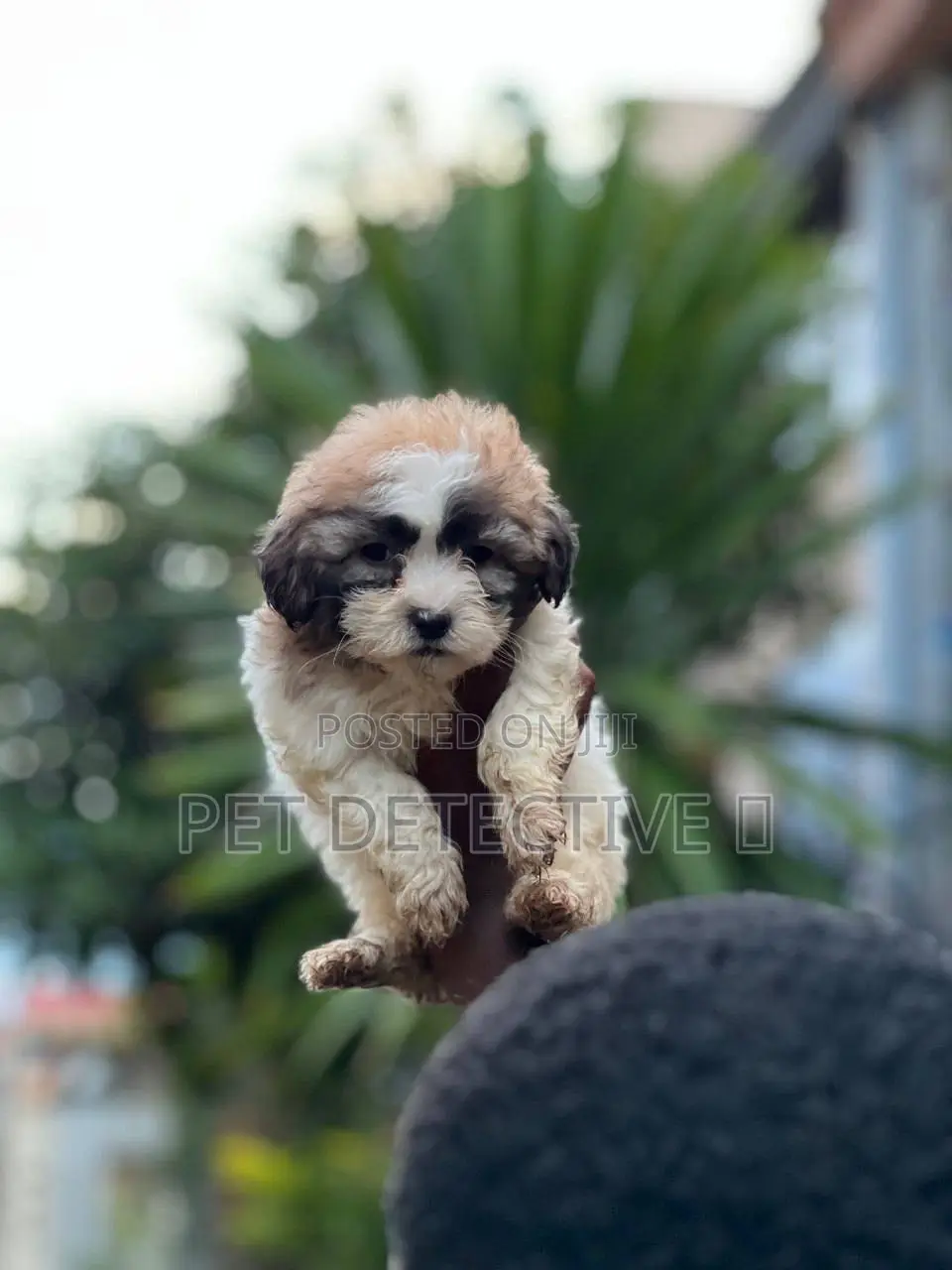 1-3 months Male Purebred Maltese