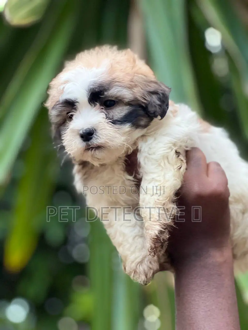1-3 months Male Purebred Maltese