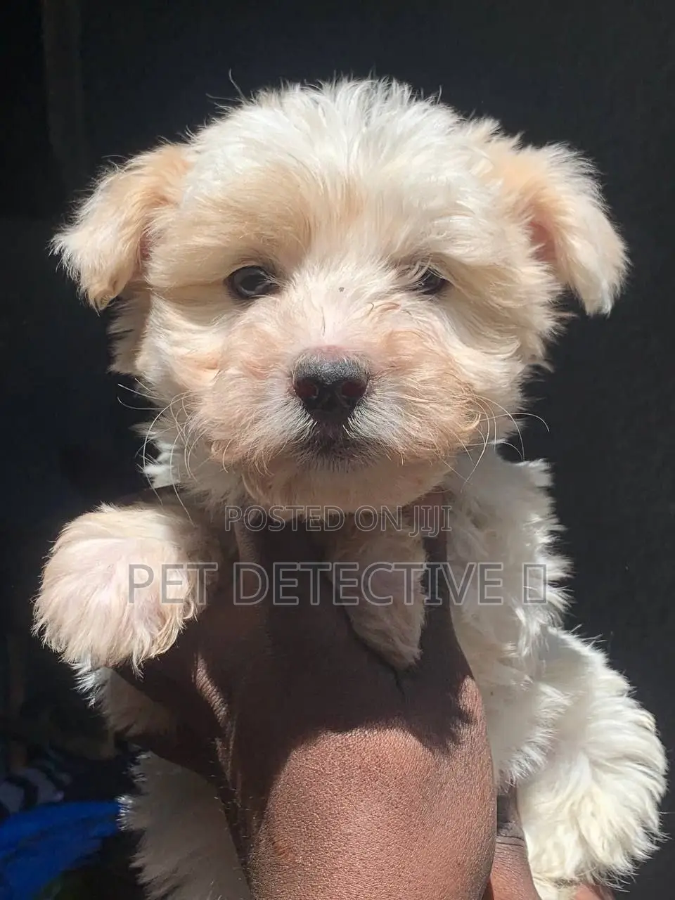 1-3 months Male Purebred Poodle