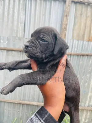 Photo - 1-3 months Male Purebred Neapolitan Mastiff