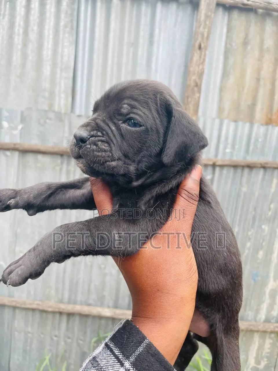 1-3 months Male Purebred Neapolitan Mastiff